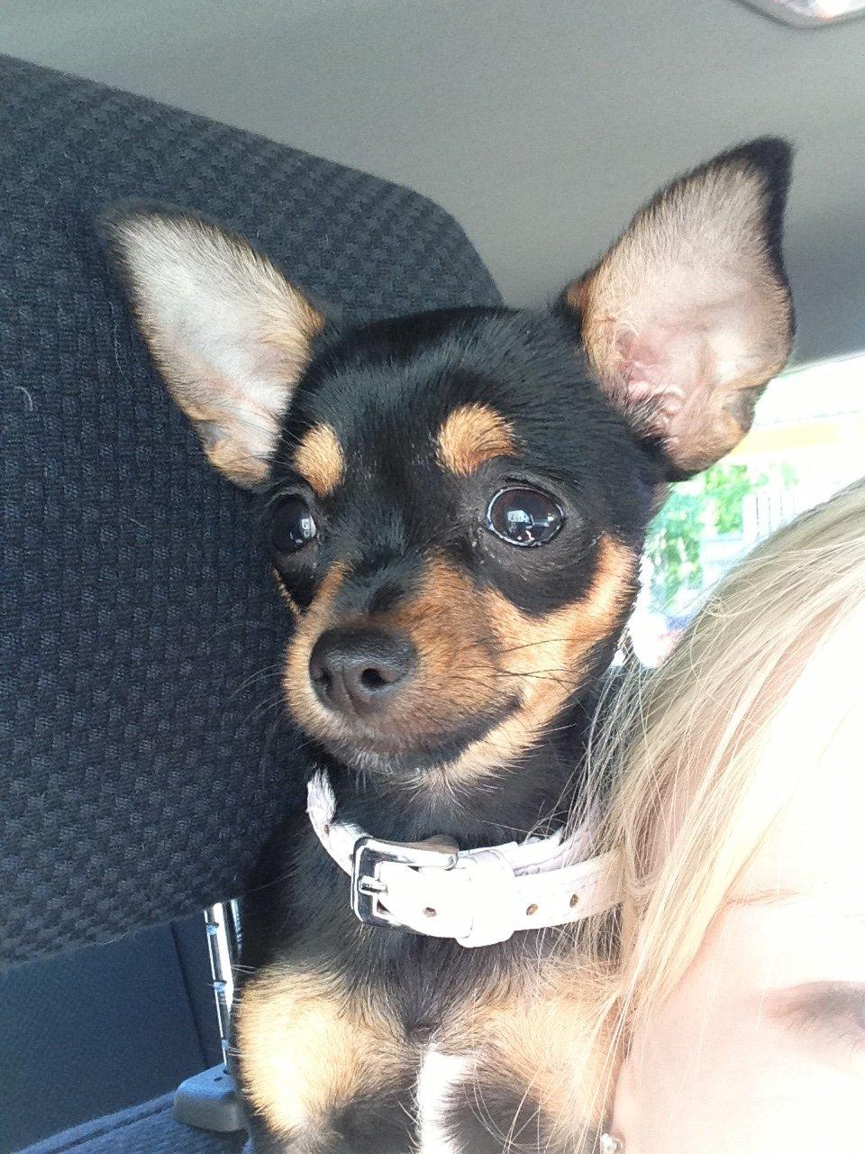 Chihuahua Nela (R.I.P) billede 19