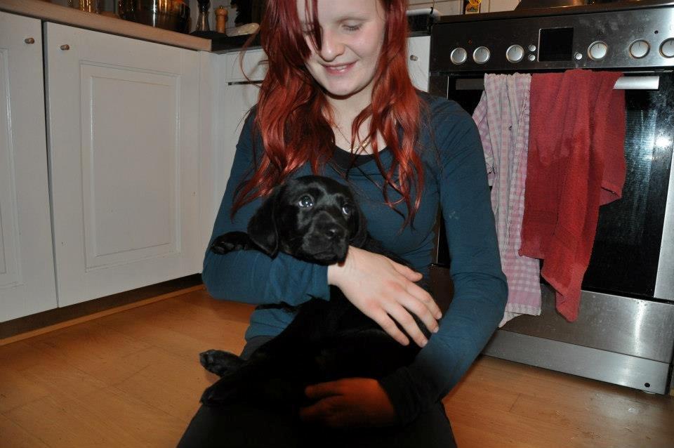 Labrador retriever Laban billede 3