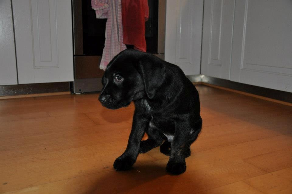 Labrador retriever Laban billede 4