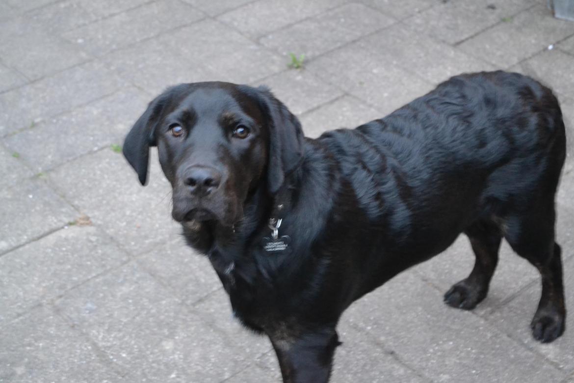 Labrador retriever Laban billede 5