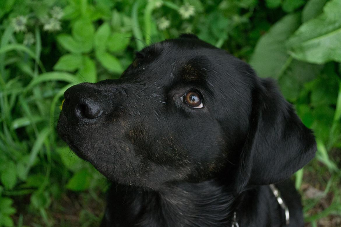 Labrador retriever Laban billede 2