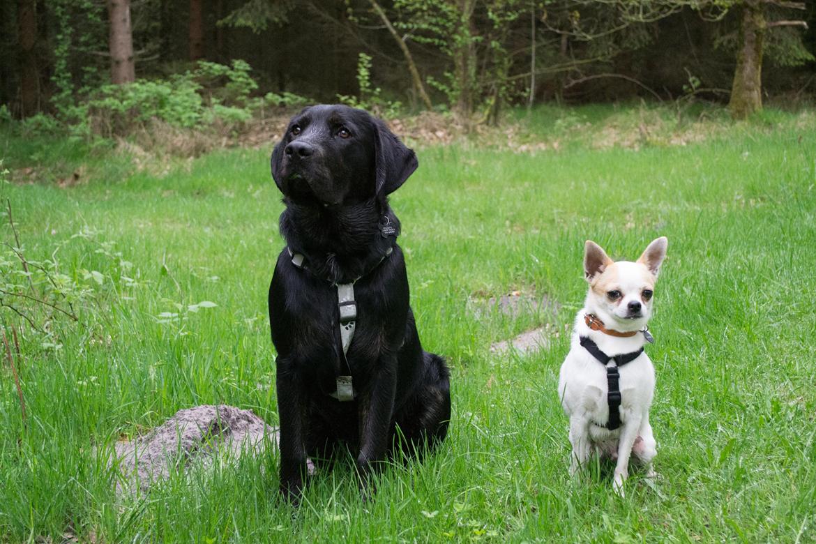 Labrador retriever Laban billede 6