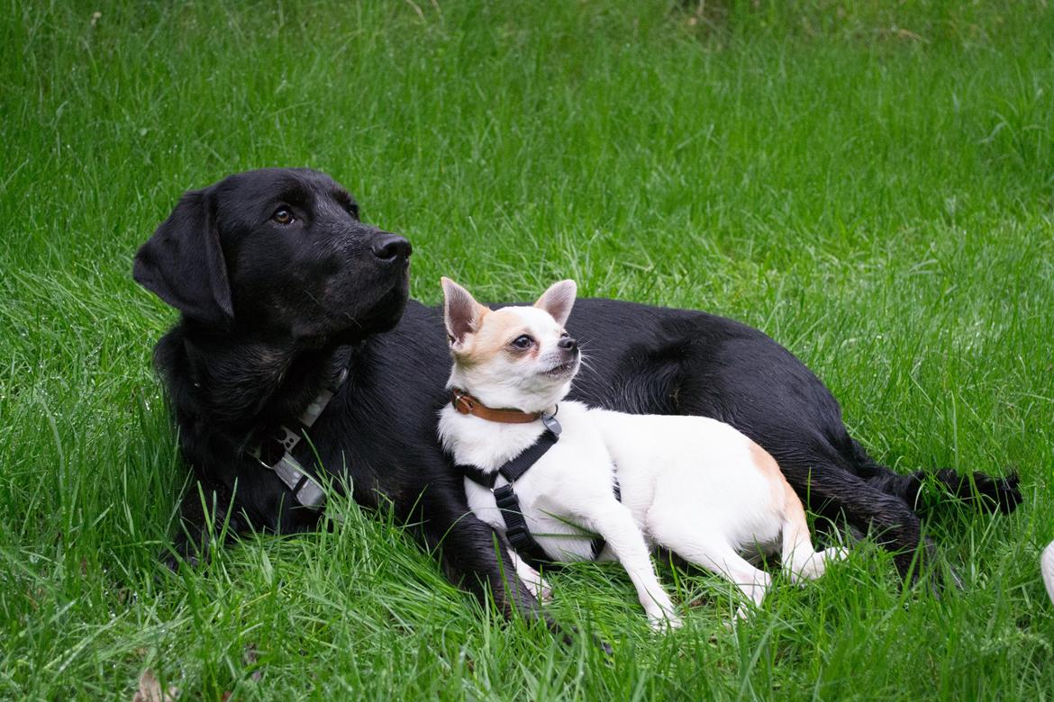 Labrador retriever Laban billede 7