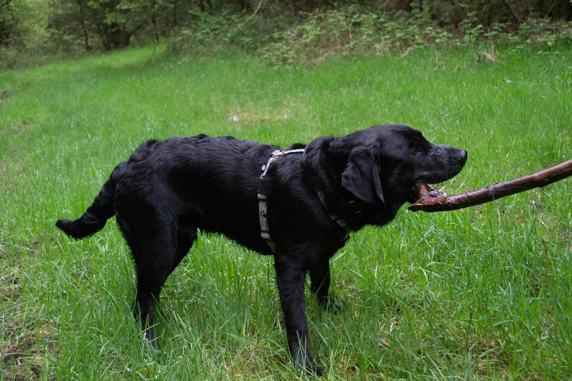 Labrador retriever Laban billede 8