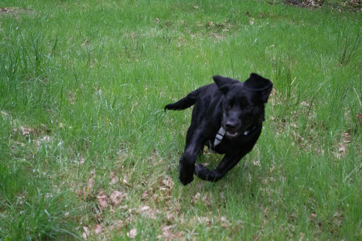 Labrador retriever Laban billede 9