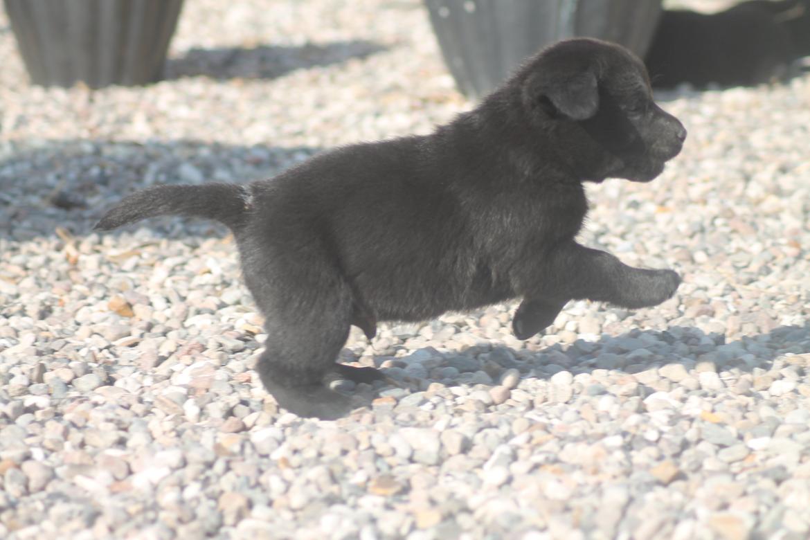 Labrador retriever | Hugo billede 5