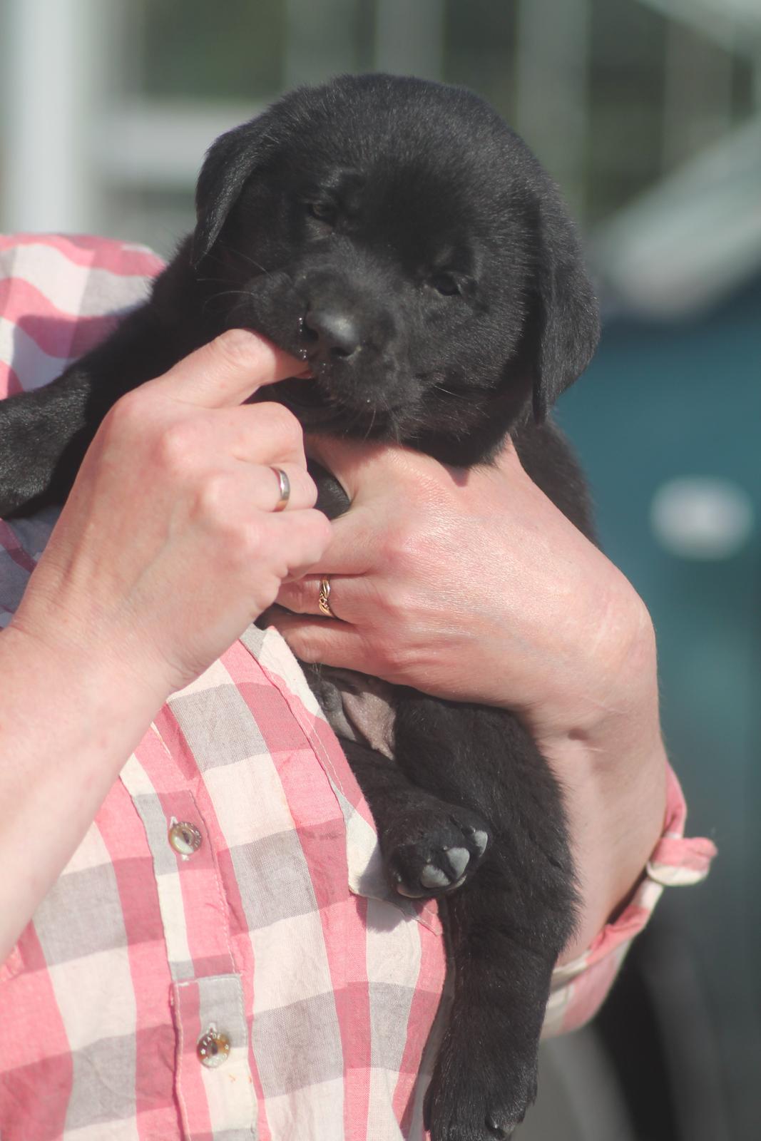 Labrador retriever | Hugo billede 7