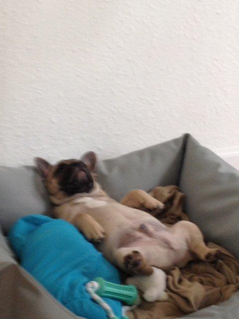 Fransk bulldog Carlo billede 6