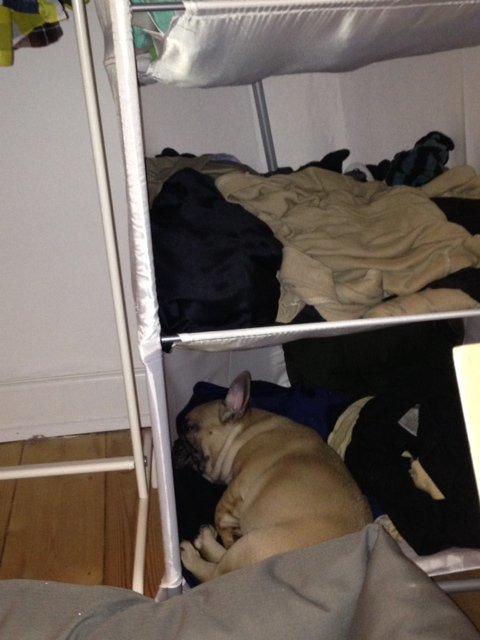 Fransk bulldog Carlo billede 4