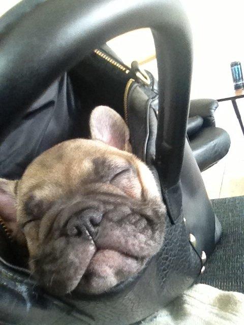 Fransk bulldog Carlo billede 5