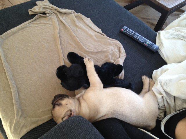 Fransk bulldog Carlo billede 3