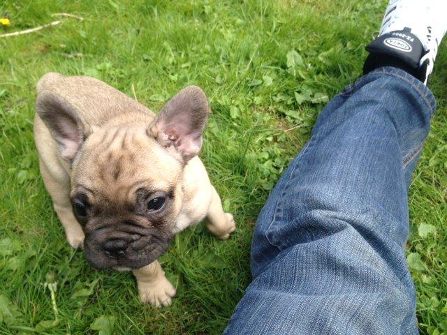 Fransk bulldog Carlo billede 2