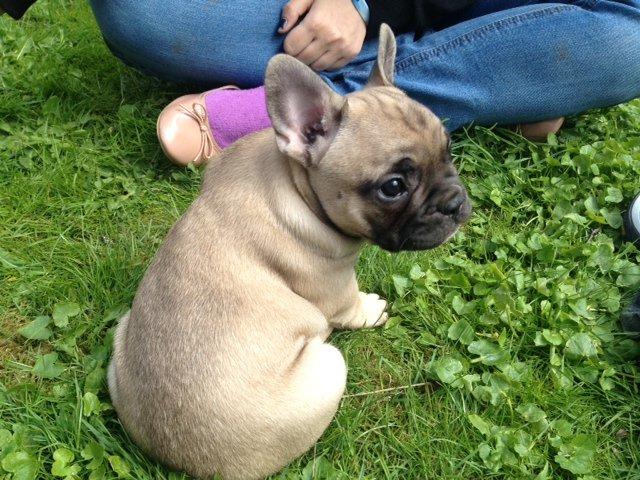 Fransk bulldog Carlo billede 1