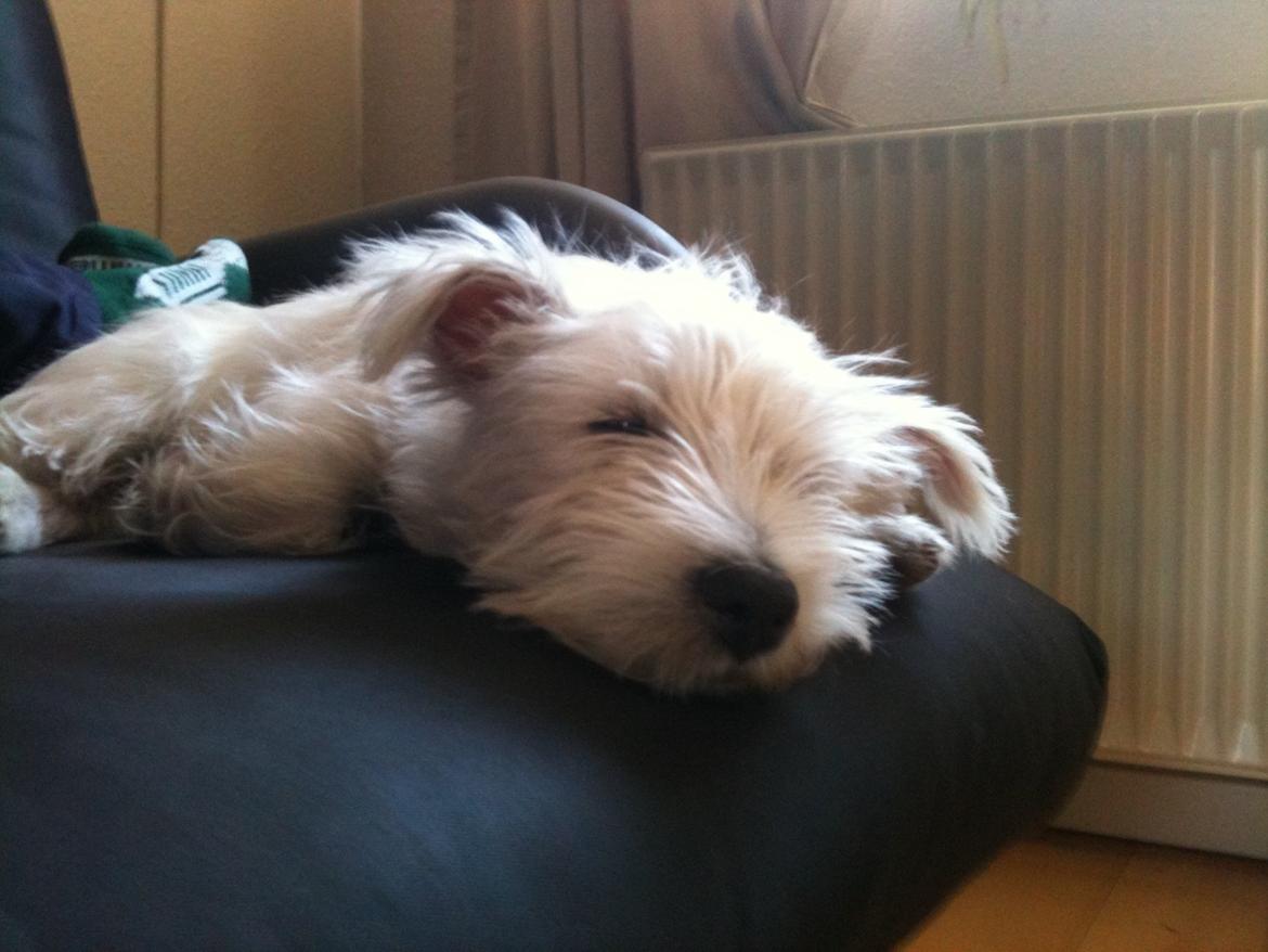 West highland white terrier Megan billede 1