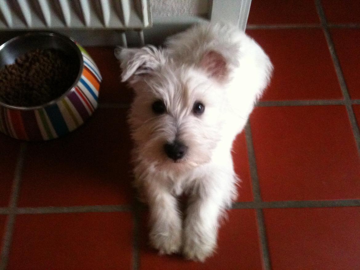 West highland white terrier Megan billede 2