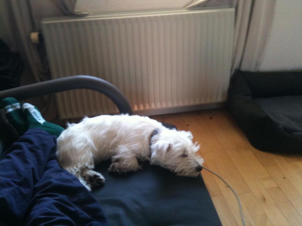 West highland white terrier Megan billede 3