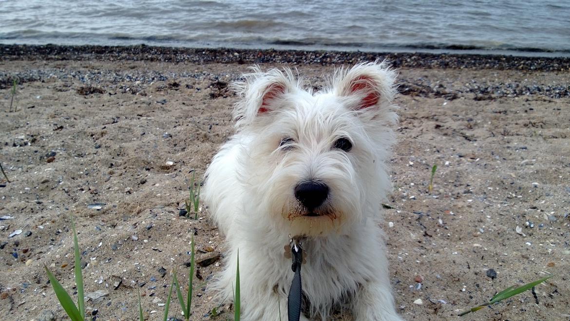 West highland white terrier Megan billede 4