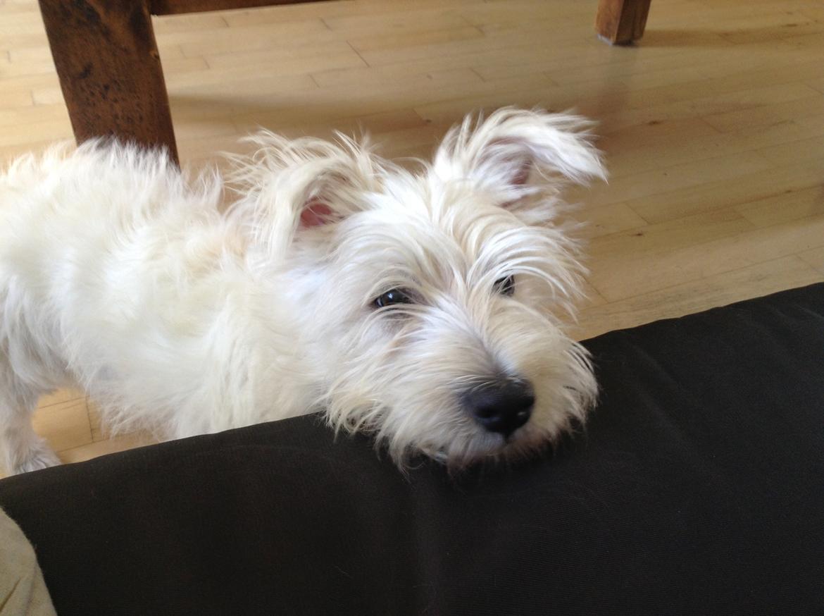 West highland white terrier Megan billede 5