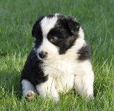 Border collie Følsom billede 2