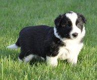 Border collie Følsom billede 3