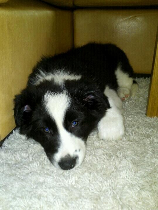 Border collie Følsom billede 4
