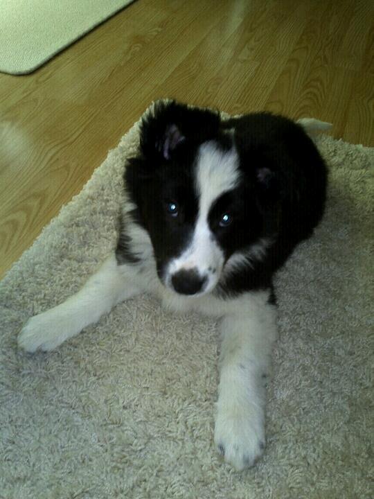 Border collie Følsom billede 5