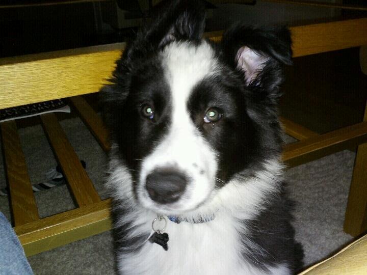 Border collie Følsom billede 6