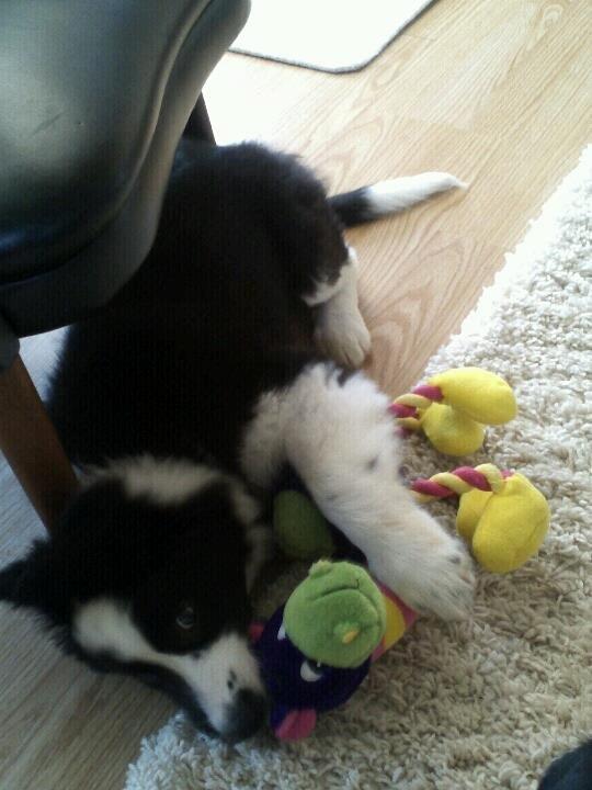 Border collie Følsom billede 7