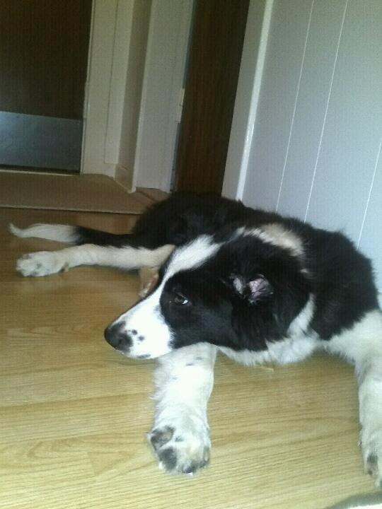 Border collie Følsom billede 8