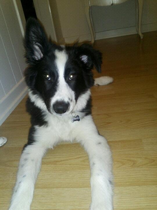 Border collie Følsom billede 9