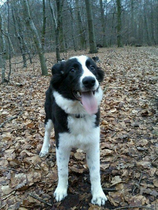 Border collie Følsom billede 10