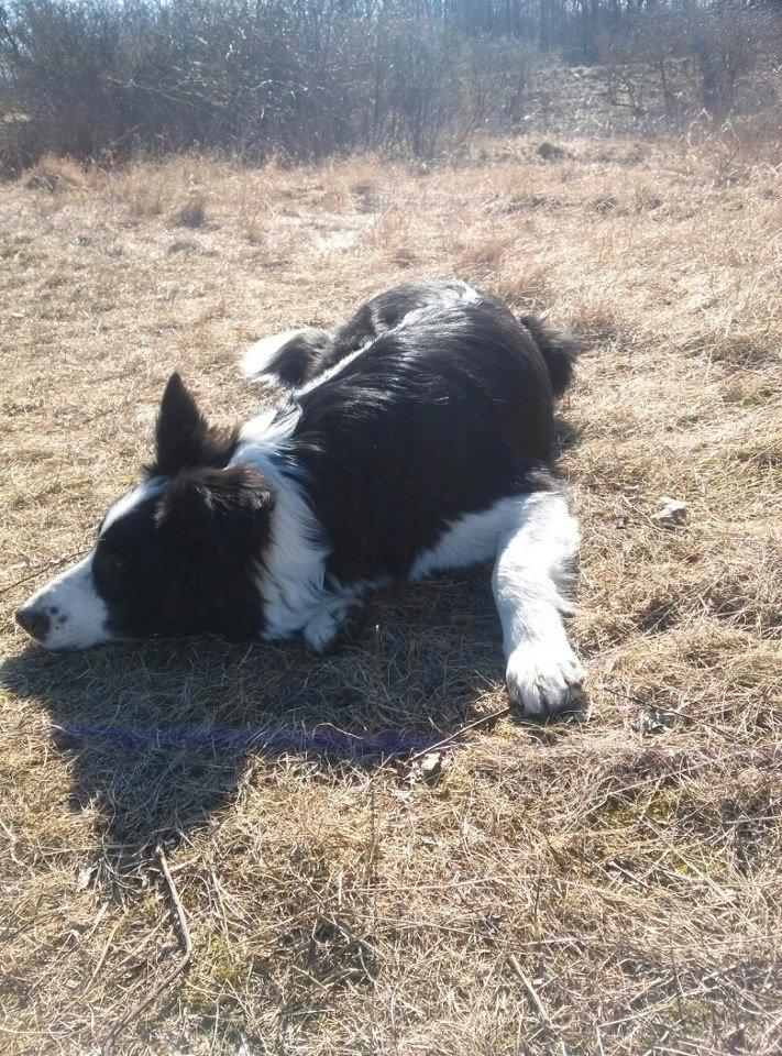 Border collie Følsom billede 11