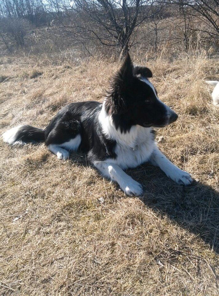 Border collie Følsom billede 12