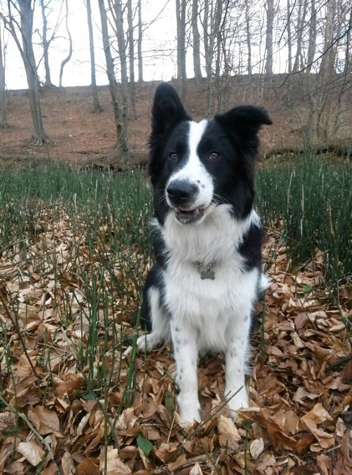 Border collie Følsom billede 13