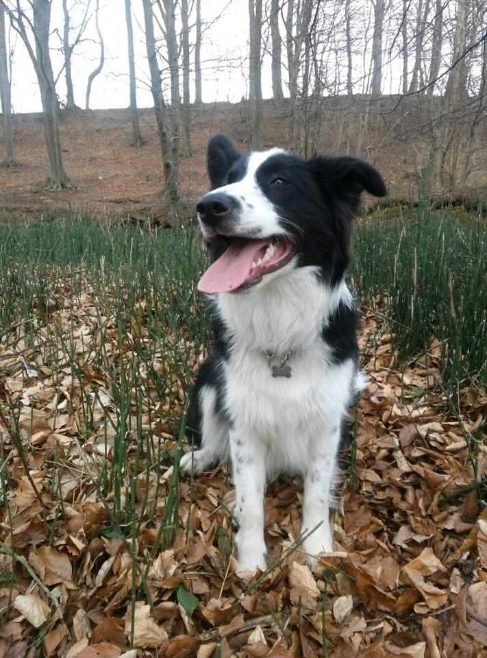 Border collie Følsom billede 1