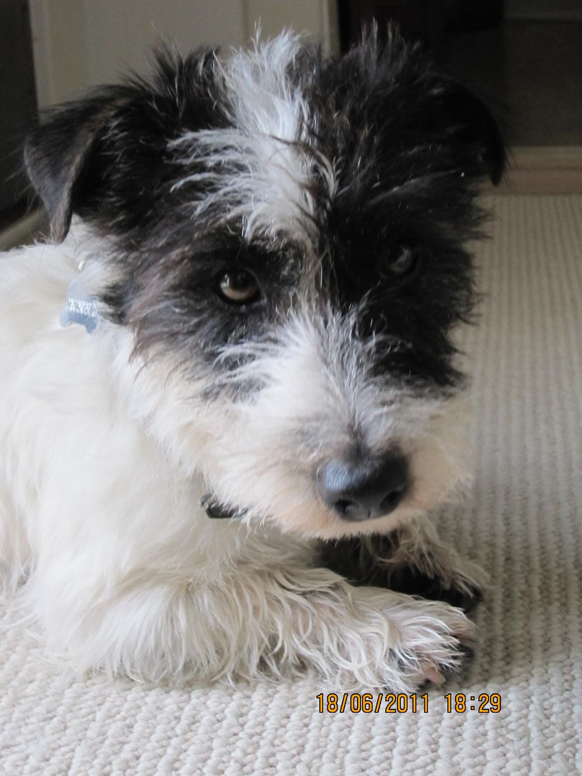 Jack russell terrier Farlig billede 17