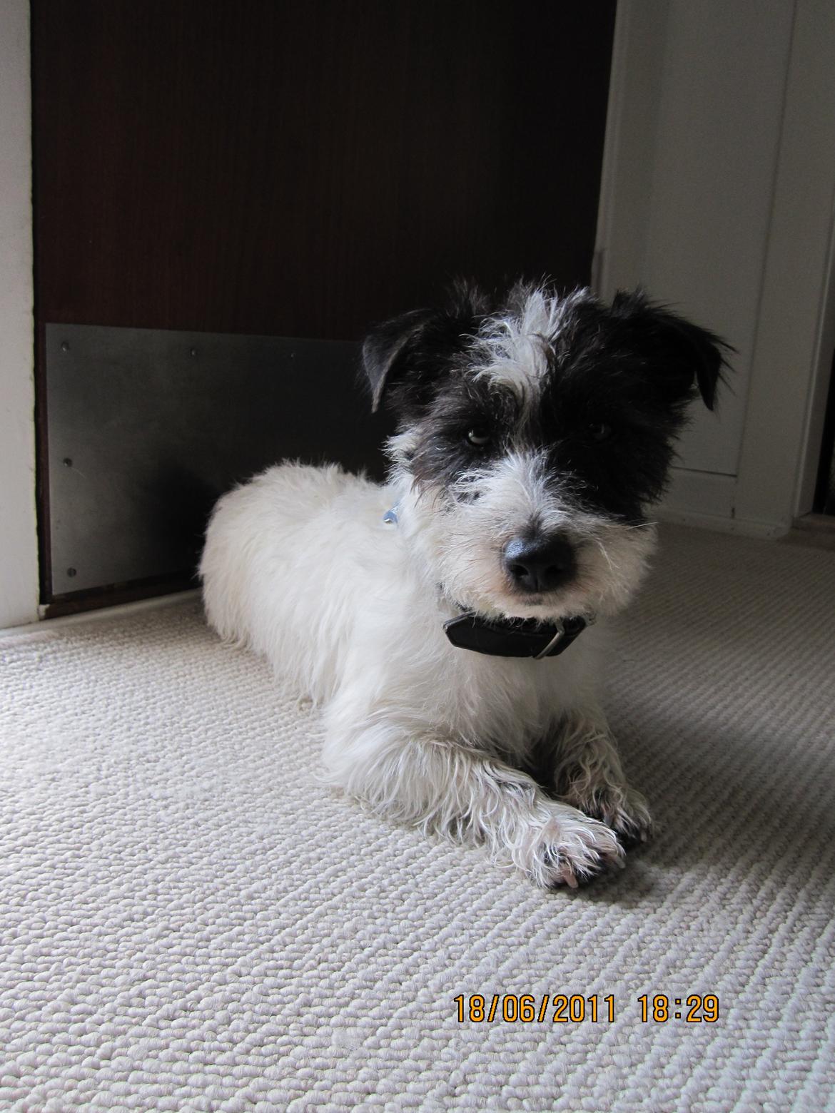 Jack russell terrier Farlig billede 18