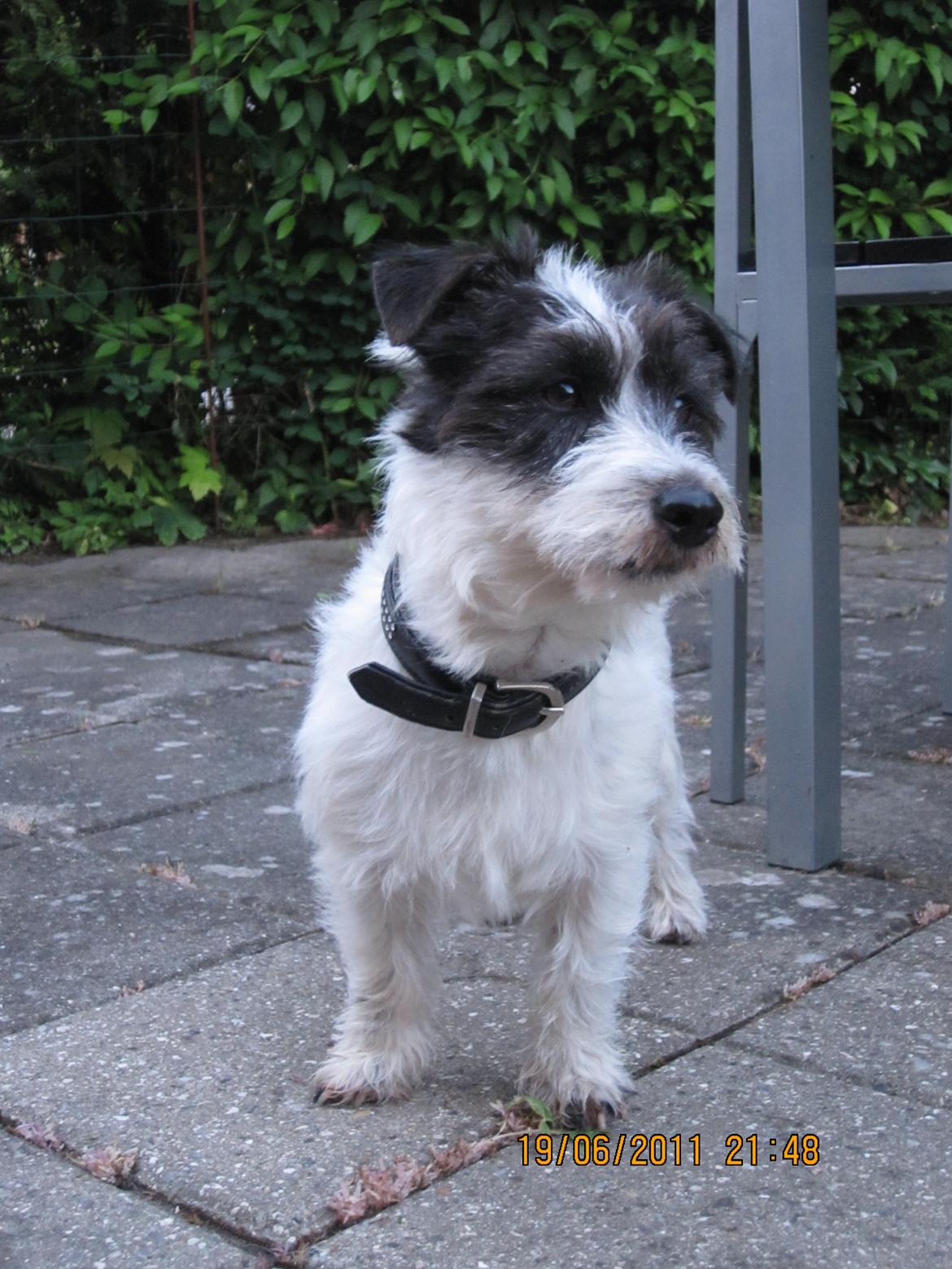 Jack russell terrier Farlig billede 1