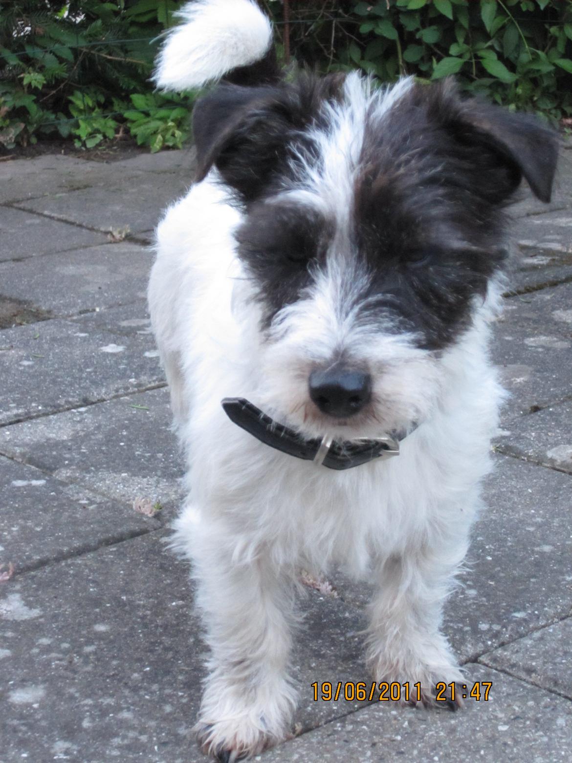 Jack russell terrier Farlig billede 19
