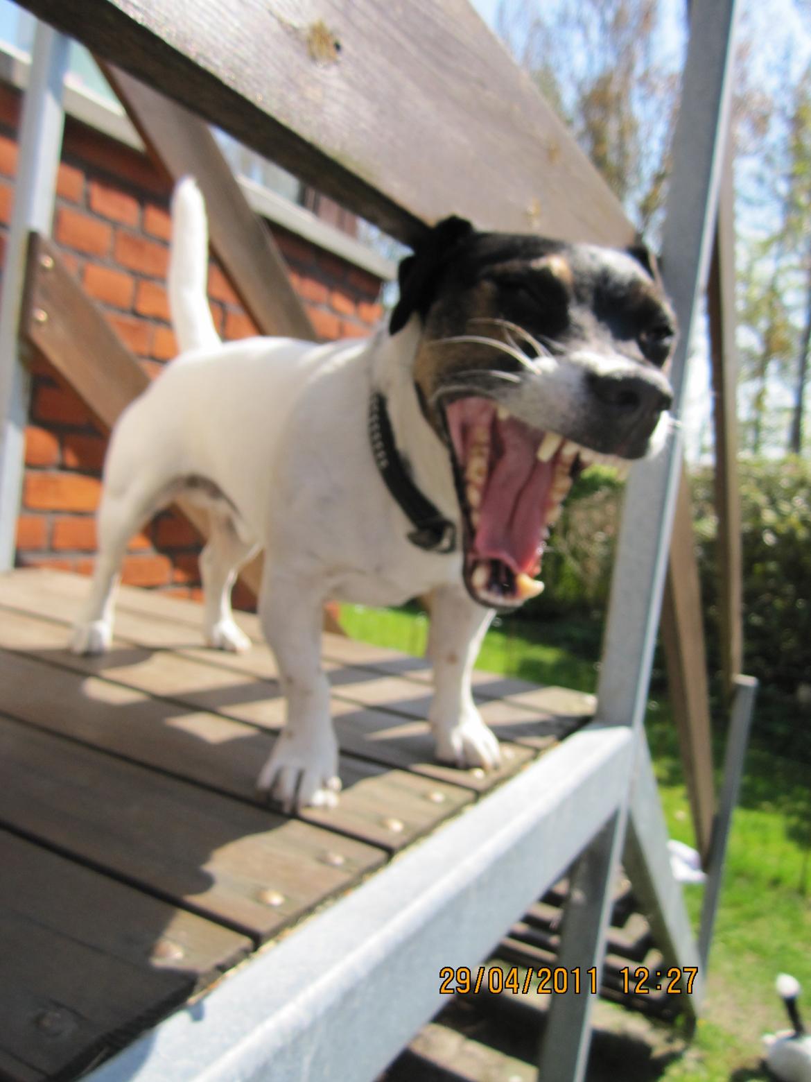 Jack russell terrier Frygtløs billede 19