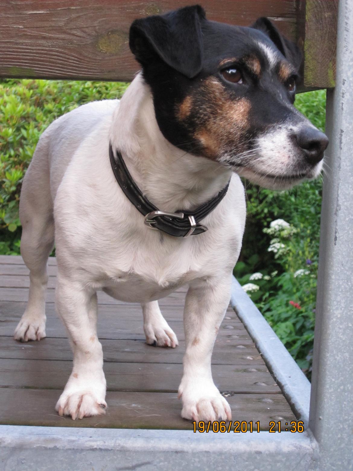 Jack russell terrier Frygtløs billede 20