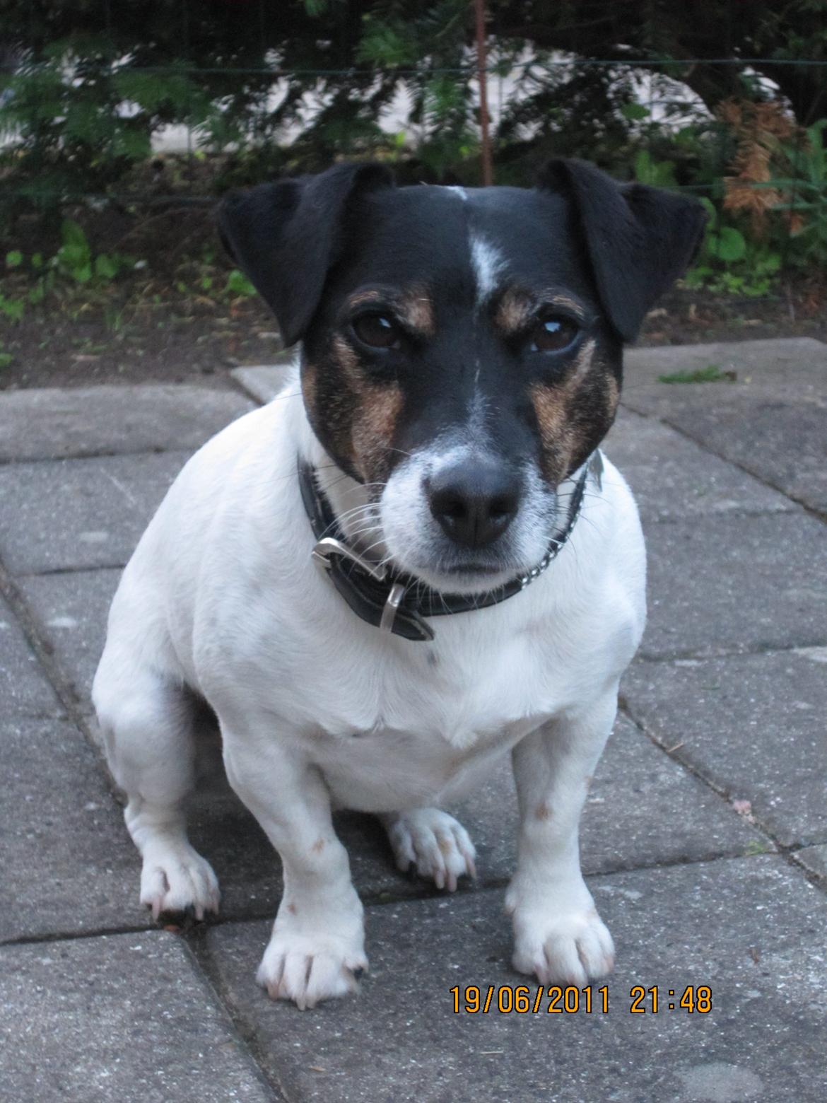 Jack russell terrier Frygtløs billede 1