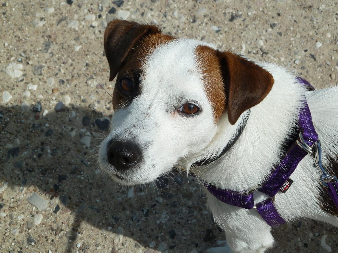 Jack russell terrier Cully billede 19