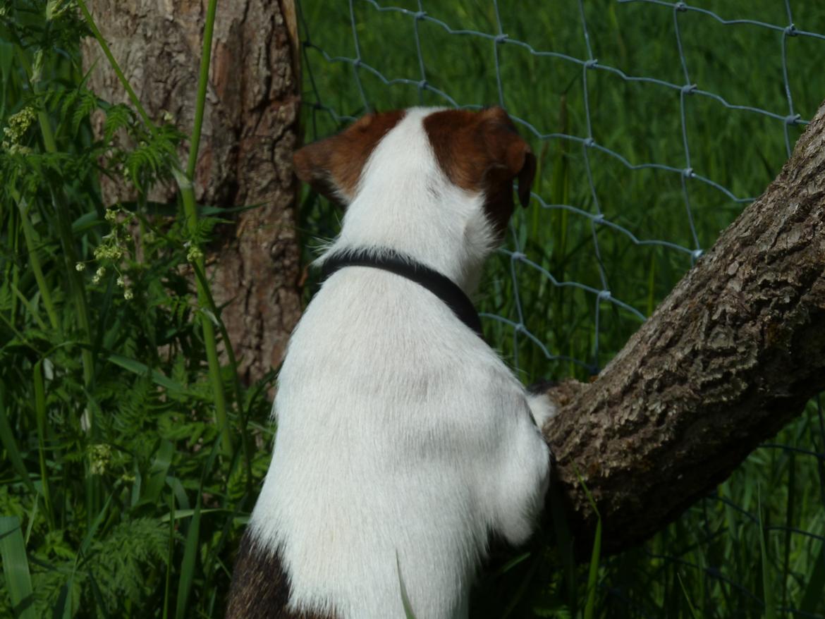 Jack russell terrier Cully billede 20