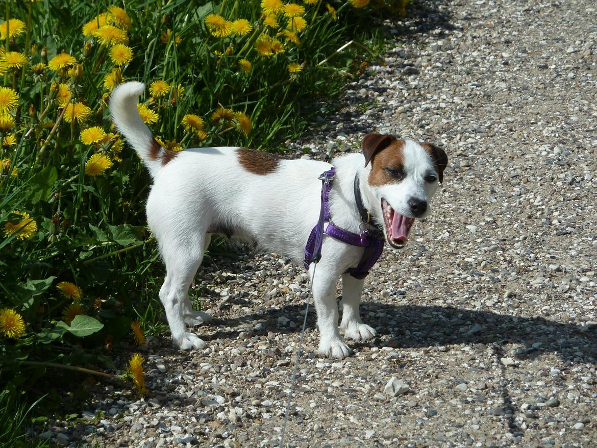 Jack russell terrier Cully billede 21