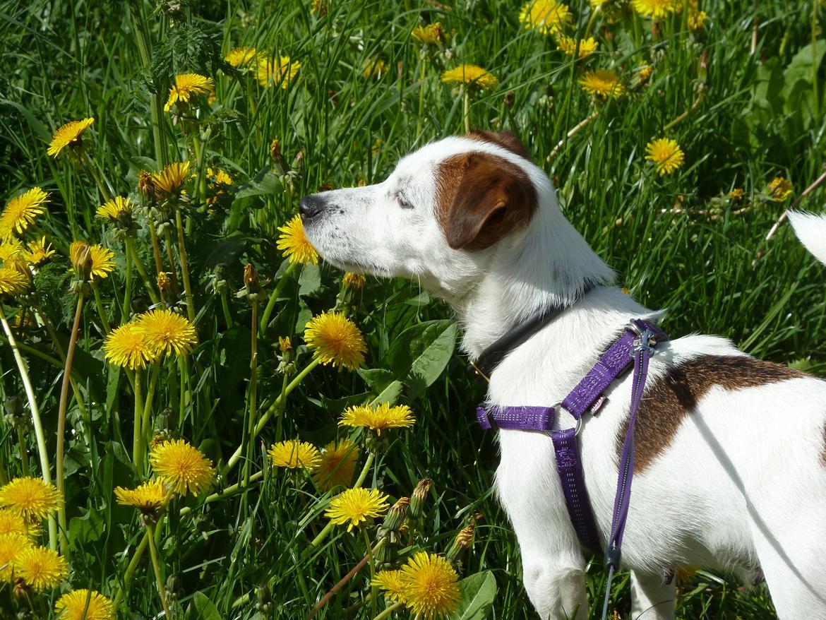 Jack russell terrier Cully billede 22