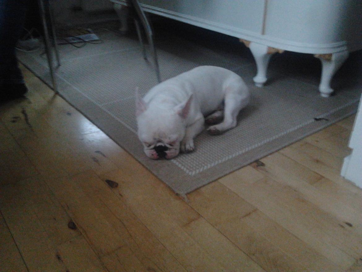 Fransk bulldog BABO - dovne babo billede 1