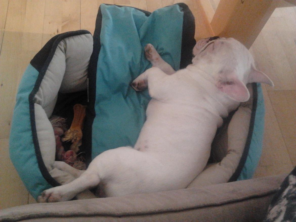 Fransk bulldog BABO - babo elsker sin kurv billede 3