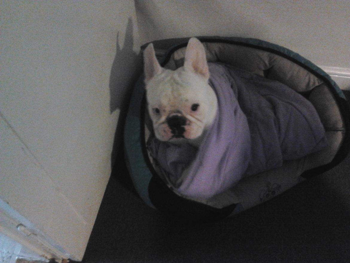 Fransk bulldog BABO - under tæppet er bedst billede 4