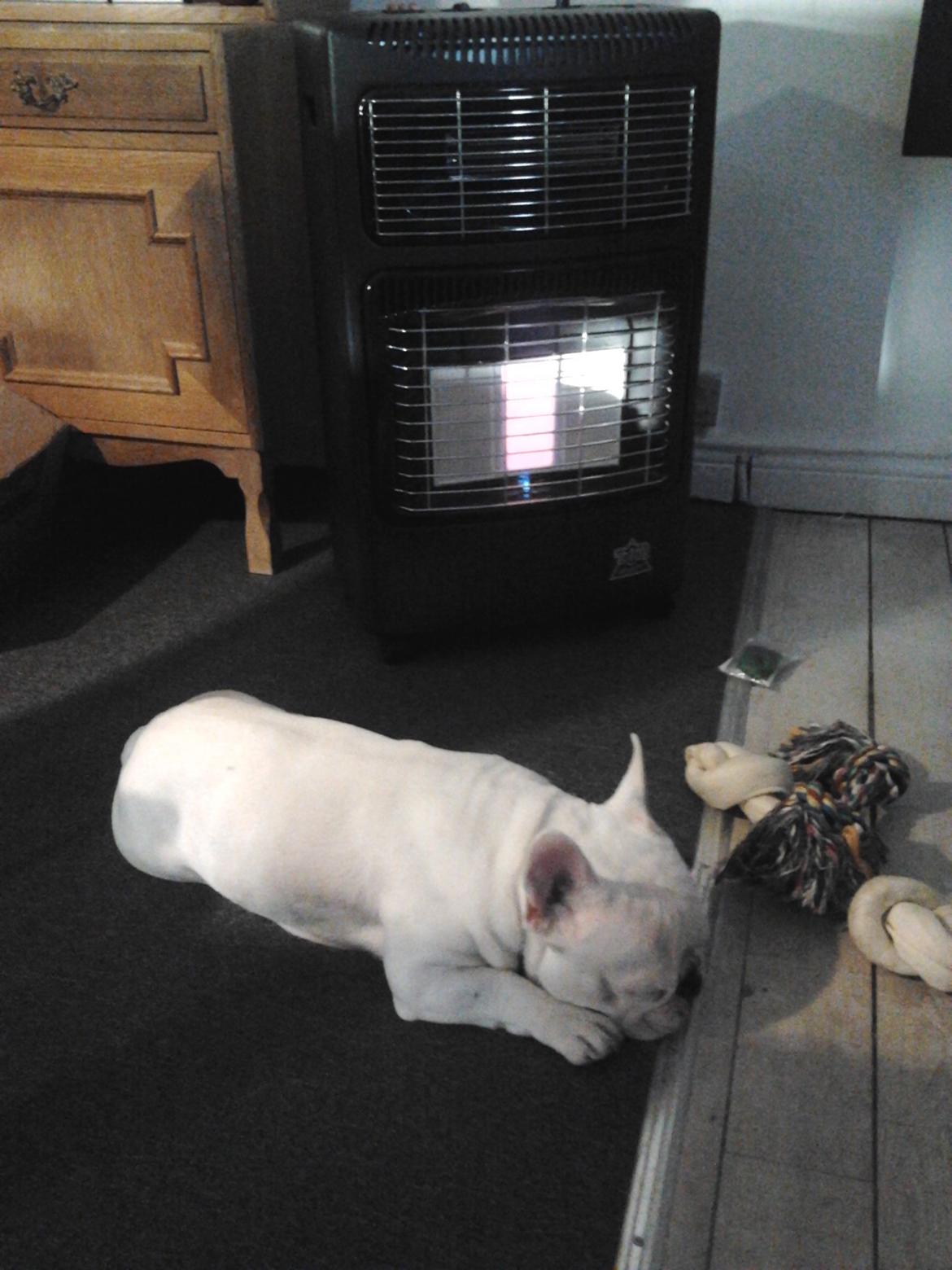 Fransk bulldog BABO - elsker varmen fra gasovnen billede 5
